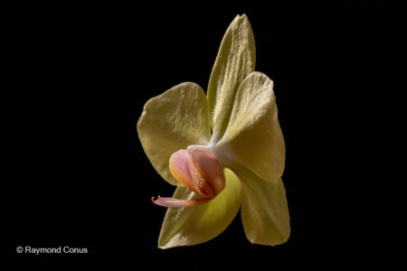 Les orchidées jaunes (1)