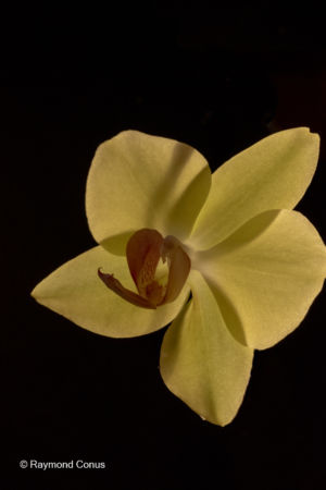 Les orchidées jaunes (21)