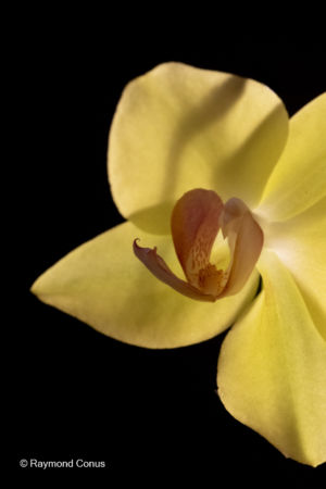 Les orchidées jaunes (22)