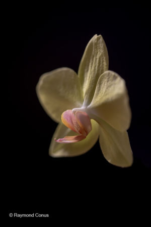 Les orchidées jaunes (2)