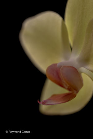 Les orchidées jaunes (4)