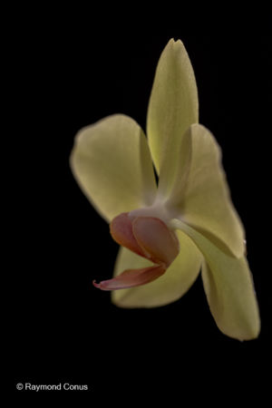 Les orchidées jaunes (5)