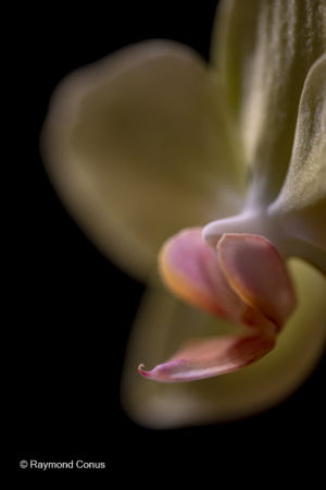 Les orchidées jaunes (8)