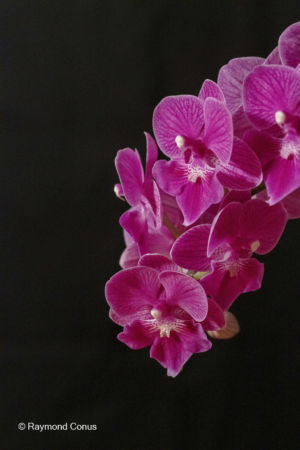 Les orchidées rouges (14)