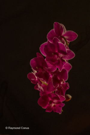 Les orchidées rouges (18)