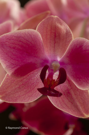Les orchidées rouges (4)