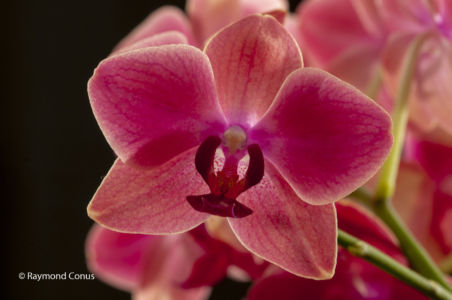 Les orchidées rouges (5)