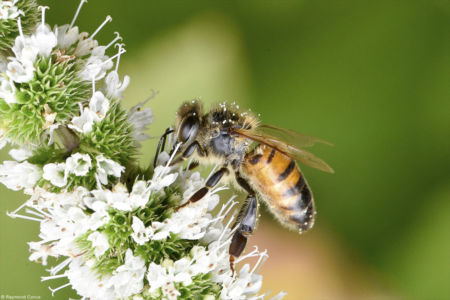 Macro