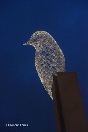 The Birds of Cédric Le Borgne