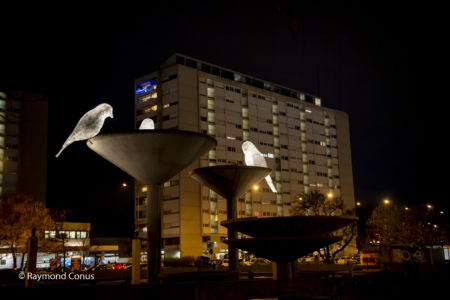 The Birds of Cédric Le Borgne
