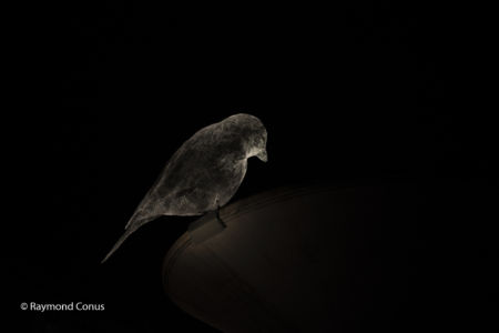 The Birds of Cédric Le Borgne