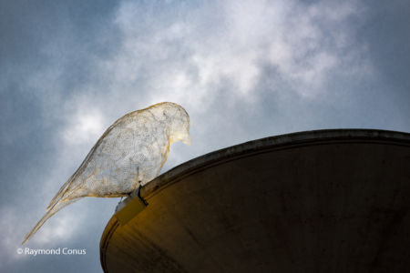 The Birds of Cédric Le Borgne