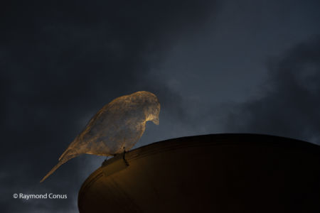 The Birds of Cédric Le Borgne