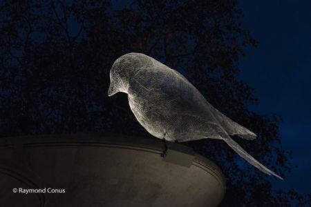 The Birds of Cédric Le Borgne