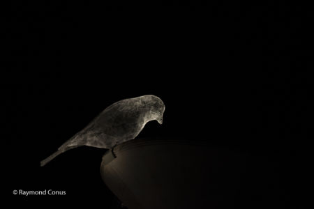 The Birds of Cédric Le Borgne