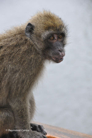 Maurice (23)