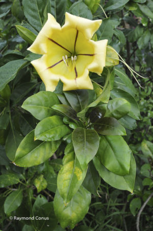 Mauritius (11)
