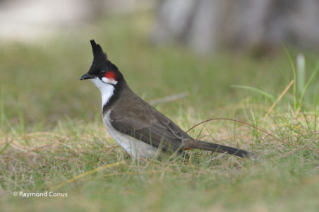 Mauritius (43)