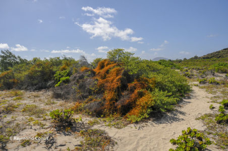 Mauritius (5)