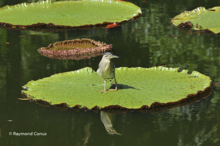 Mauritius (7)
