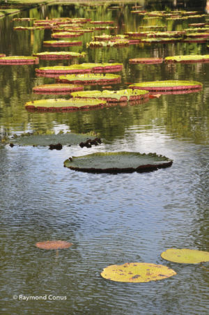 Mauritius (8)