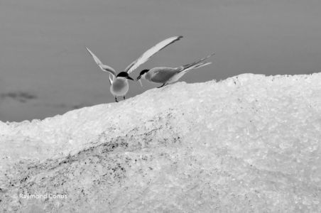 Monochrome Iceland (17)
