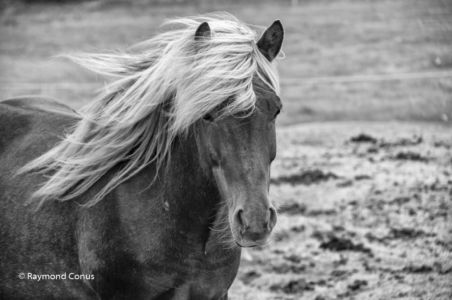 Monochrome Iceland (7)