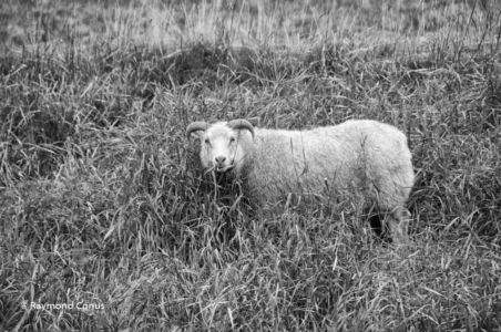 Monochrome Iceland (9)