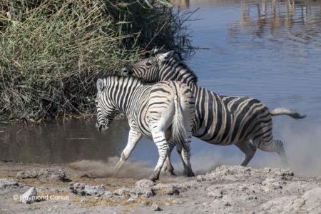Namibia (102)
