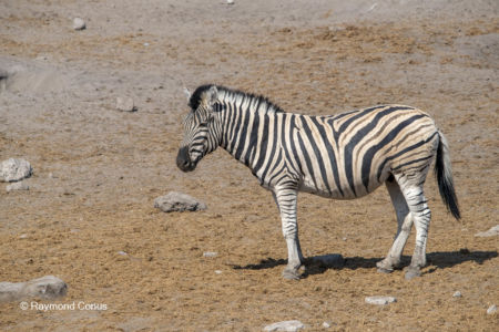 Namibia (105)