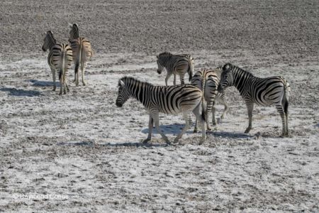 Namibia (107)