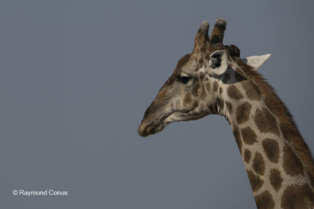 Namibia (10)
