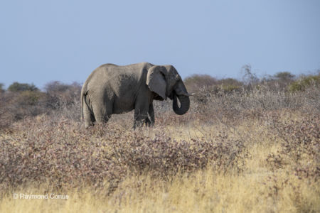 Namibia (110)