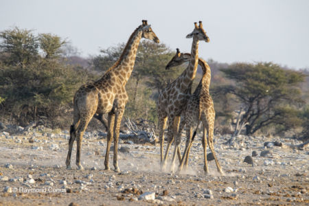 Namibia (11)