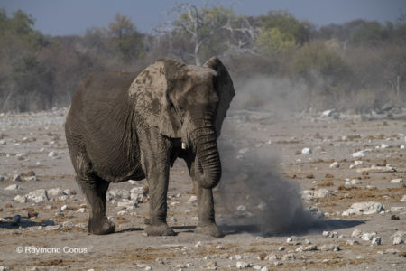 Namibia (125)