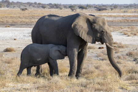 Namibia (130)