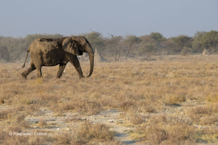 Namibia (135)
