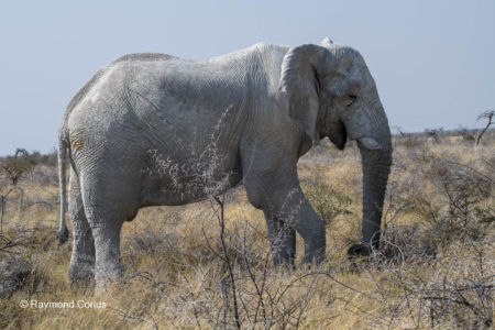 Namibia (136)