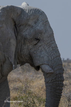 Namibia (137)