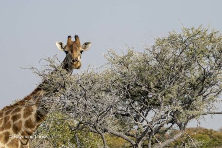 Namibia (13)