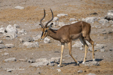 Namibia (145)