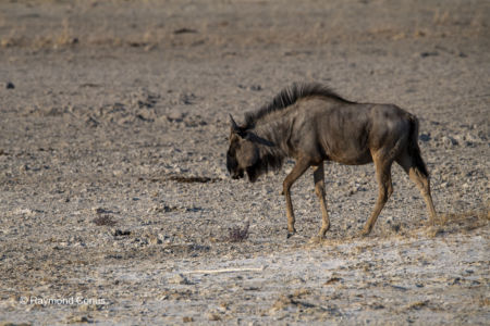 Namibia (14)