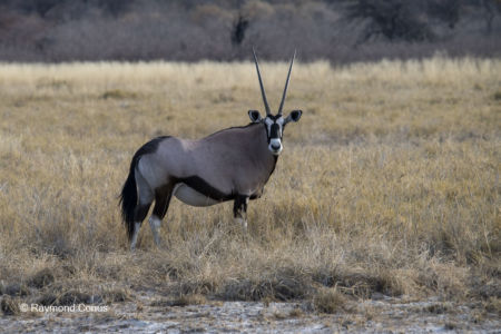 Namibia (151)