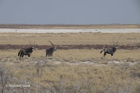 Namibia (155)