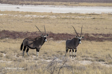 Namibia (156)