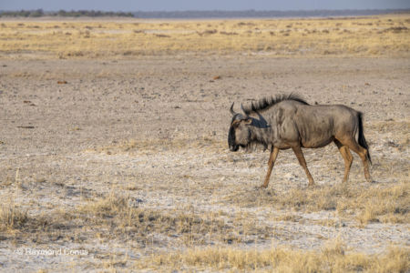 Namibia (15)