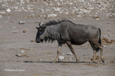 Namibia (16)