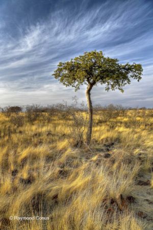 Namibia (175)