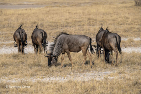 Namibia (18)