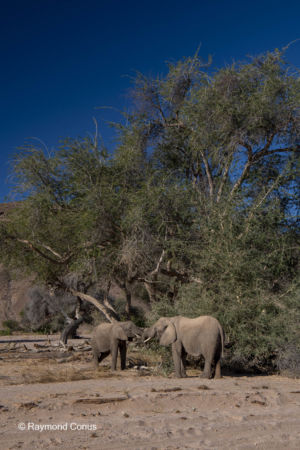 Namibia (196)